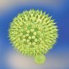 Germs