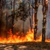 A wildfire burning a forest