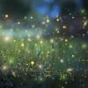 A swarm of fireflies in the wild