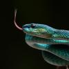 A snake perched on a branch 