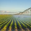 Irrigation in a crop field 