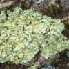 Lichen growing on a rock 
