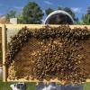 Researcher holding bee hive up