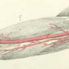 Diagram of blood vessels in arm