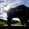 Buffalo sculpture on CU Boulder's campus