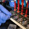 Testing of Li-ion batteries coin cell cathode materials  for self-discharge durability.