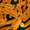 bacteria