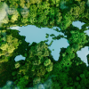 Forrest seen from the air 