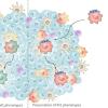 A comparison illustration of traditional adoptive macrophage transfer versus a backpack-aided adoptive macrophage transfer. Includes illustration of "loss of M1 phenotypes" and "Preservation of M1 phenotypes," respectively