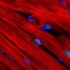 Contracting heart cells exert forces on their genetic material
