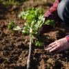 Fort Morgan Community Garden