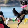Top photo caption: AJ Juenemann and Woah Nelly in the field with Nelly leaping for a frisbee at the UFO World Cup Frisbee Dog Series 