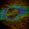 Gaussian colorized microtubules
