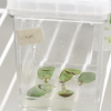 Soy beans in the lab.