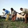 Female farmers work in field in India