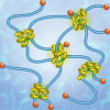 slide ring polymer contraction
