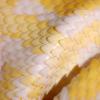 Snake skin