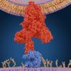 COVID-19 Spike protein