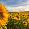Sunflower in a field of sunflowers 