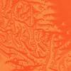 Schools of solitons form a swirling pattern