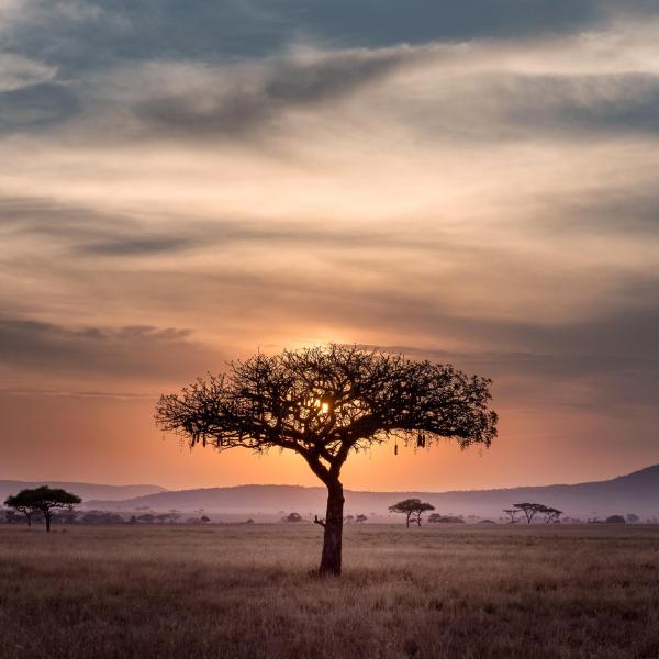 AFRICAN TREE