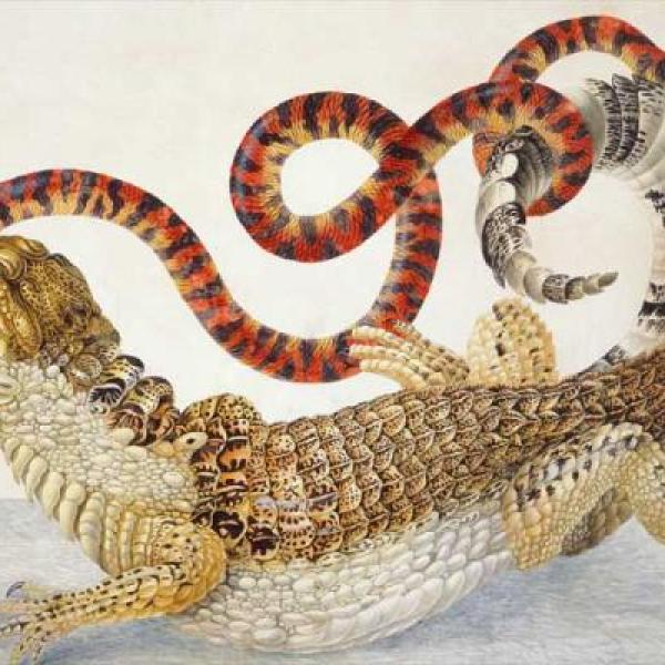 Illustration of an alligator biting a snake