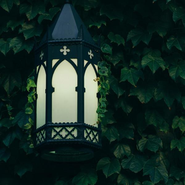 scone in ivy