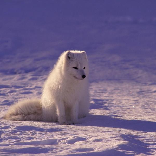 arctic fox in tundra
