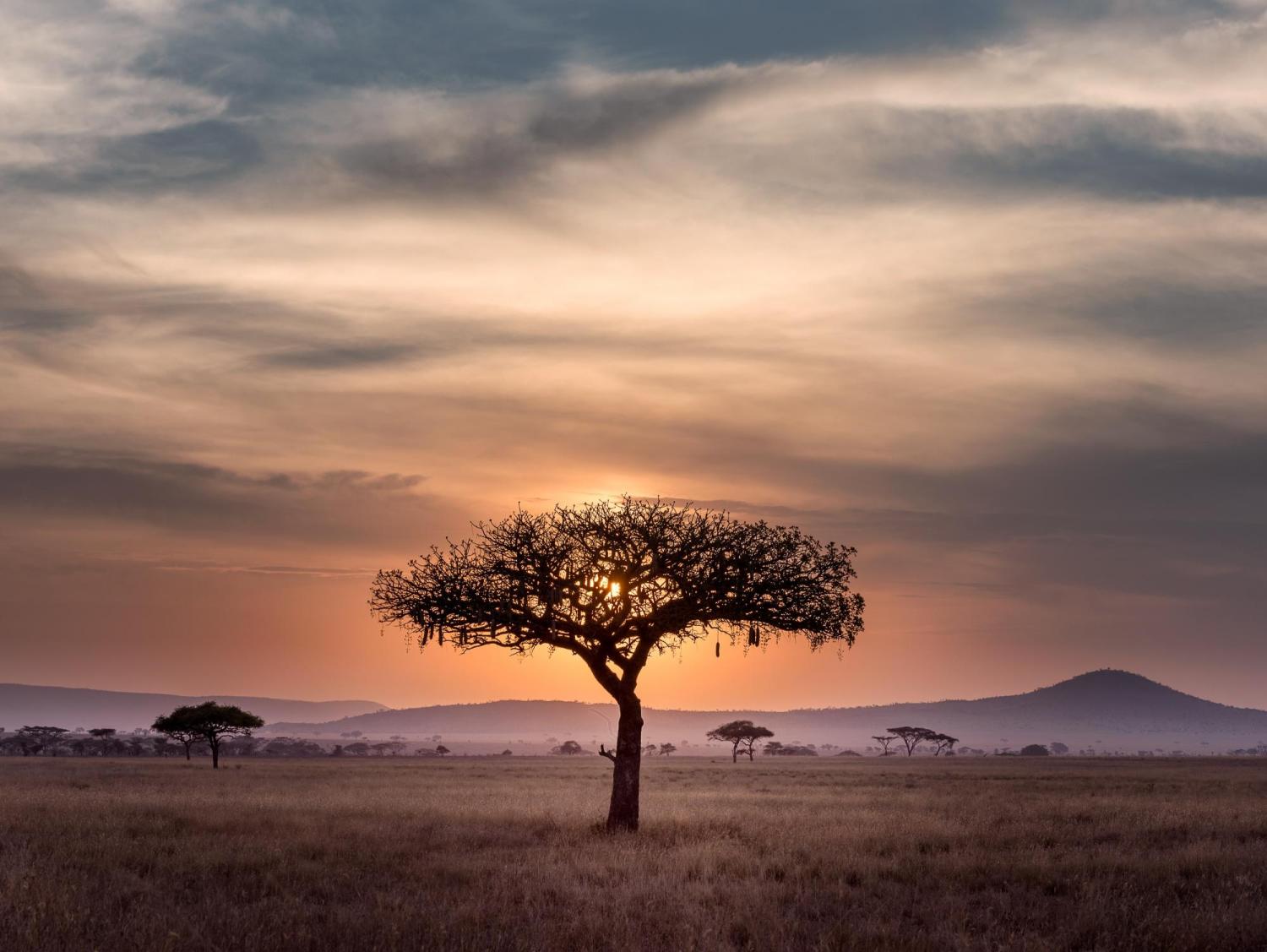 AFRICA TREE
