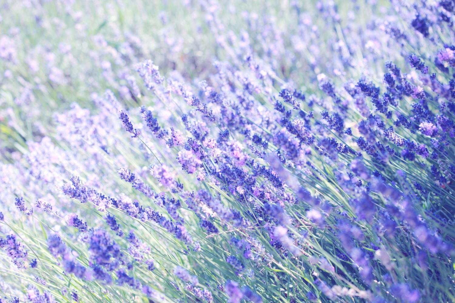 LAVENDER