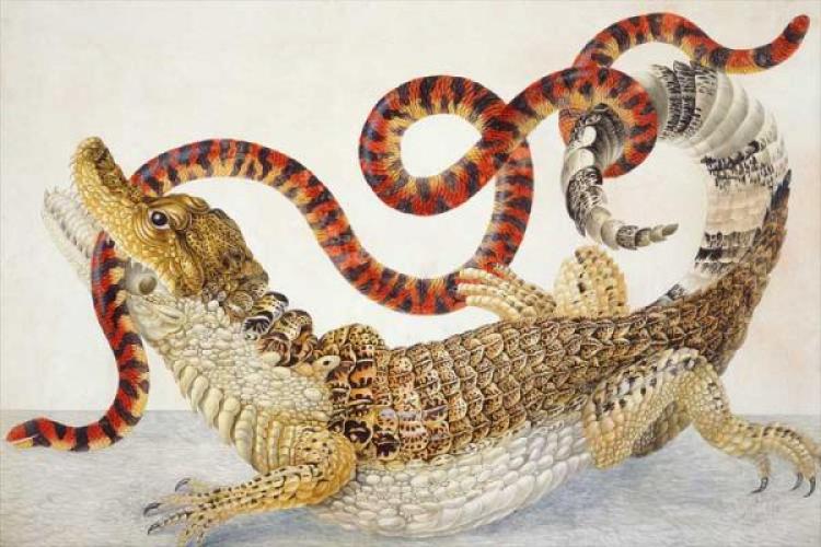 Illustration of an alligator biting a snake