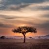 AFRICAN TREE
