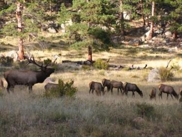 Elk at Rocky Mountain National Park