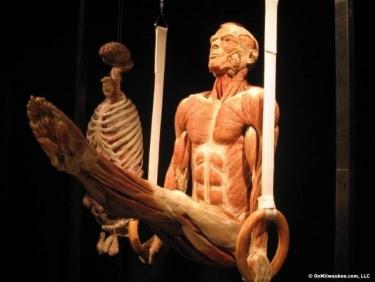 Body Works Exhibit
