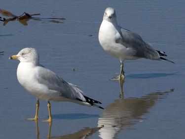 seagull