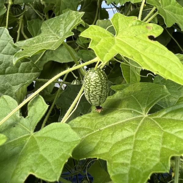 A cucumelon from Esotera Farms in Boulder, Colorado