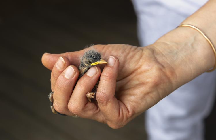 Baby barn swallow in hand