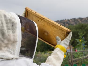 Drennan wearing a protective bee suit look at a honeybee hive.