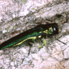 Emerald Ash Borer