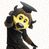 Chip the Buffalo in a grad cap