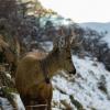 A huemul wears a tracking collar