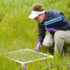 Sharon Collinge counting vernal pool plants in permanent plots during field research on ecology and restoration of vernal pool plant communities at Travis AFB, California.
