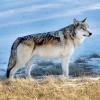 Gray wolf in nature