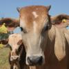 Cows