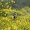 Man biking in a field of yellow flowers