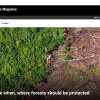 Scientists calculate when, where forests should be protected