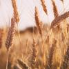 Wheat field image
