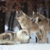 Image of three wolves