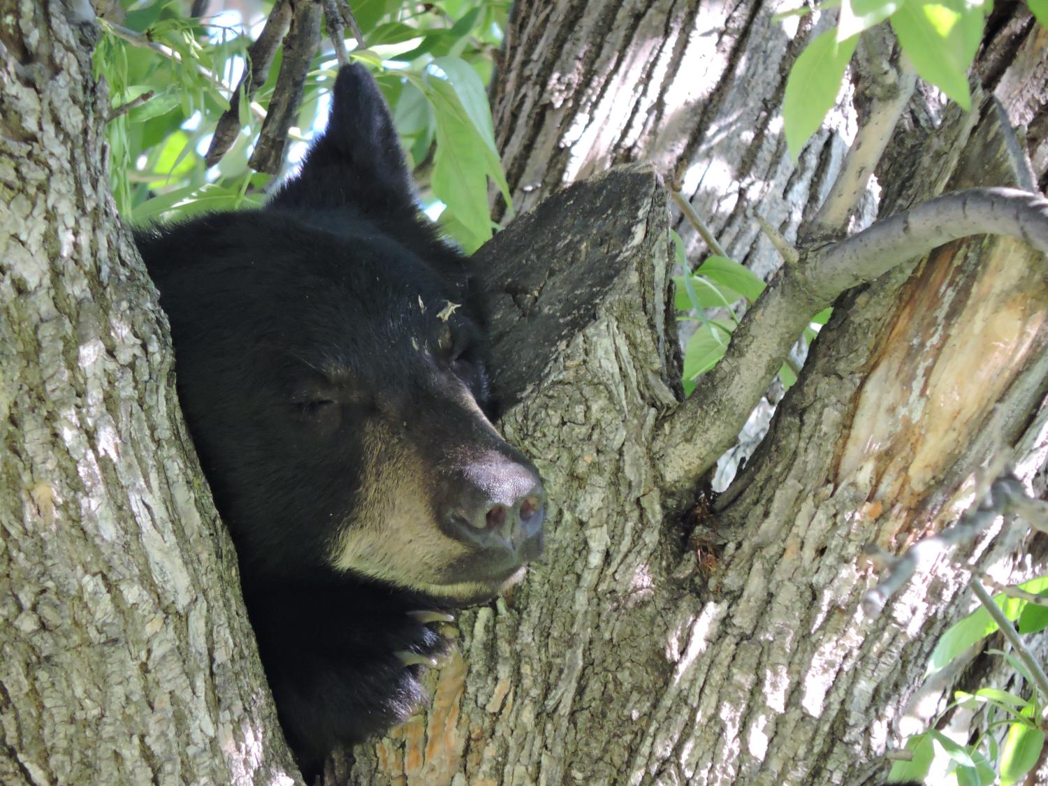 Bear