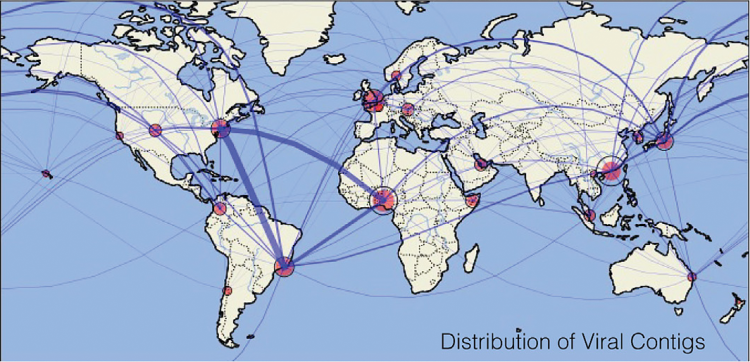 Distribution of viral contigs